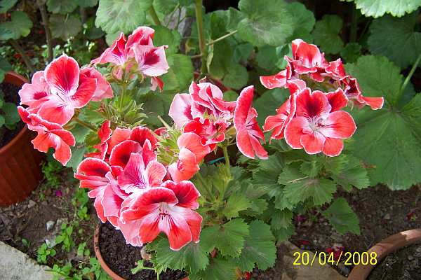 Name:  100_2113.jpg
Views: 2591
Size:  67.1 KB