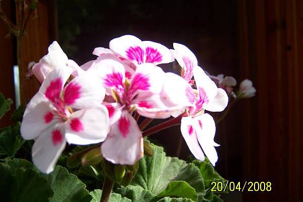 Name:  100_2115.jpg
Views: 2562
Size:  47.8 KB