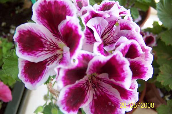 Name:  100_2550.jpg
Views: 2601
Size:  55.4 KB