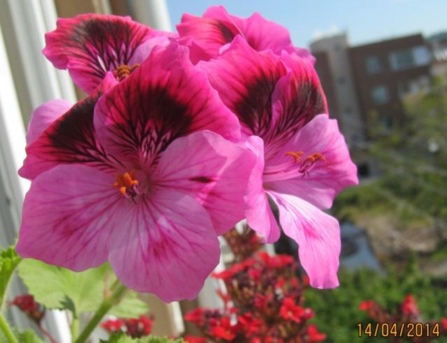 Name:  005.jpg
Views: 4493
Size:  41.0 KB