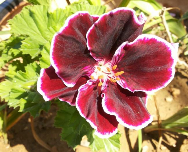 Name:  Pelargonium regal.jpg
Views: 1872
Size:  59.9 KB