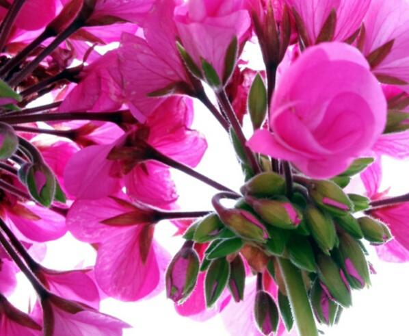 Name:  Pelargonium flower buds.jpg
Views: 1261
Size:  47.8 KB