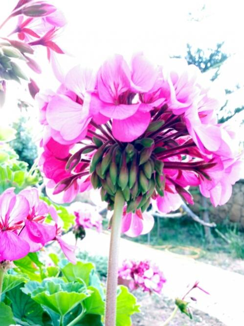 Name:  Pelargonium flower head.jpg
Views: 1302
Size:  52.2 KB