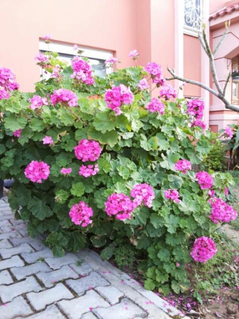 Name:  Pink pelargonium 5 years old.jpg
Views: 1600
Size:  63.6 KB
