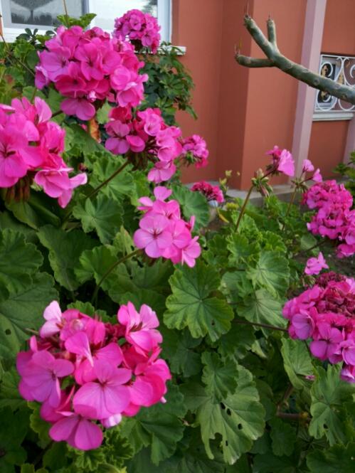 Name:  Pelargonium.jpg
Views: 1557
Size:  58.1 KB
