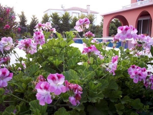 Name:  RegalPelargonium.jpg
Views: 1710
Size:  54.3 KB