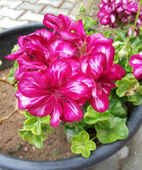 Name:  Pelargonium peltatum.jpg
Views: 3395
Size:  65.0 KB