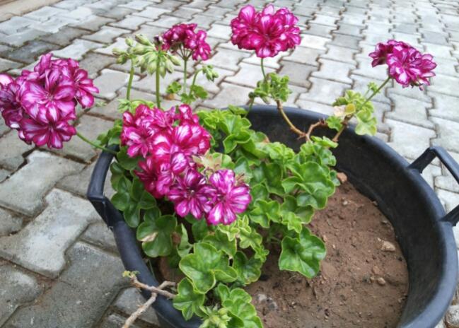 Name:  Pelargonium peltatum Rouletta.jpg
Views: 3422
Size:  61.3 KB