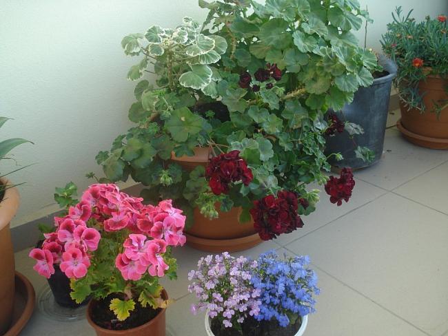 Name:  DSC05438.jpg
Views: 1708
Size:  53.6 KB
