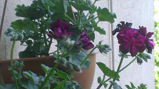 Name:  IMAG0451.jpg
Views: 1345
Size:  44.5 KB