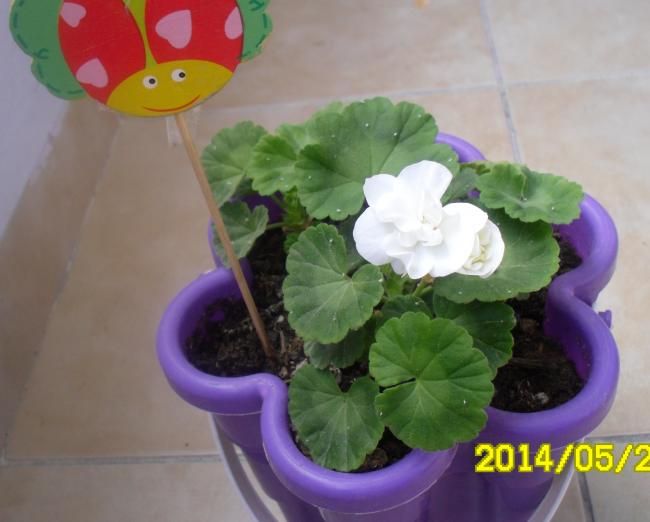 Name:  SAM_3308.jpg
Views: 1853
Size:  34.9 KB