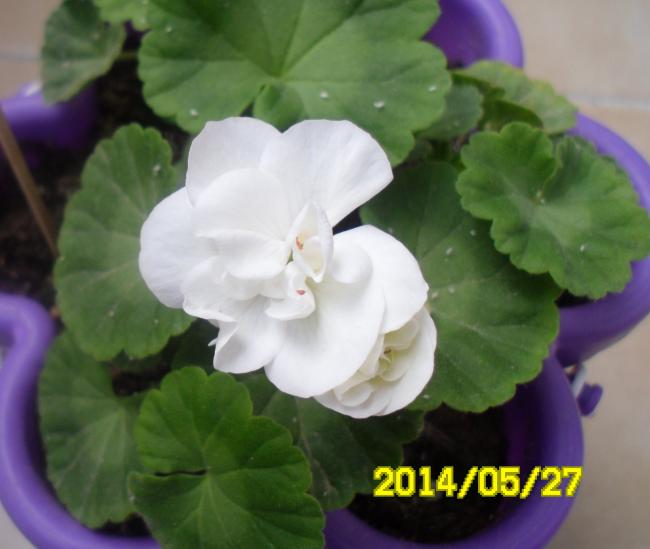 Name:  SAM_3309.jpg
Views: 1842
Size:  33.7 KB
