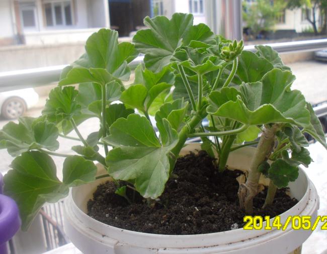 Name:  SAM_3310.jpg
Views: 1890
Size:  50.5 KB