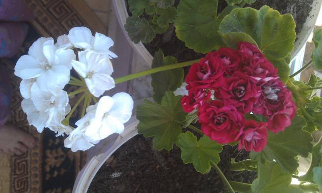 Name:  IMAG0350.jpg
Views: 1230
Size:  36.9 KB