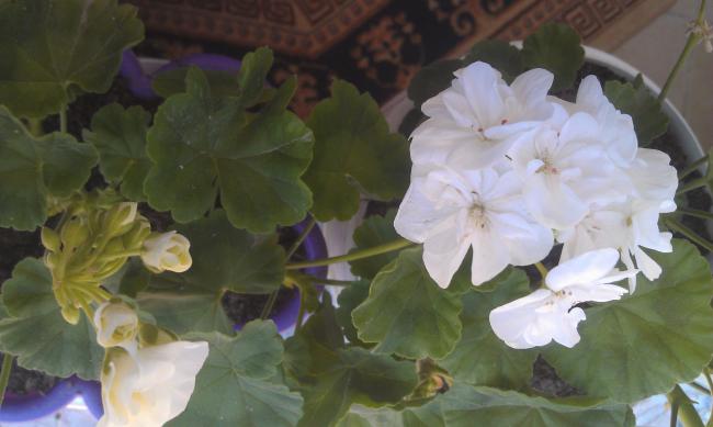 Name:  IMAG0351.jpg
Views: 1225
Size:  31.1 KB