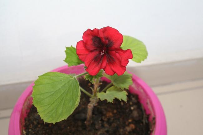 Name:  IMG_6419.jpg
Views: 1489
Size:  21.9 KB