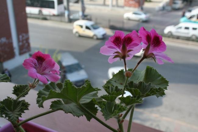 Name:  IMG_6350.jpg
Views: 1475
Size:  34.8 KB
