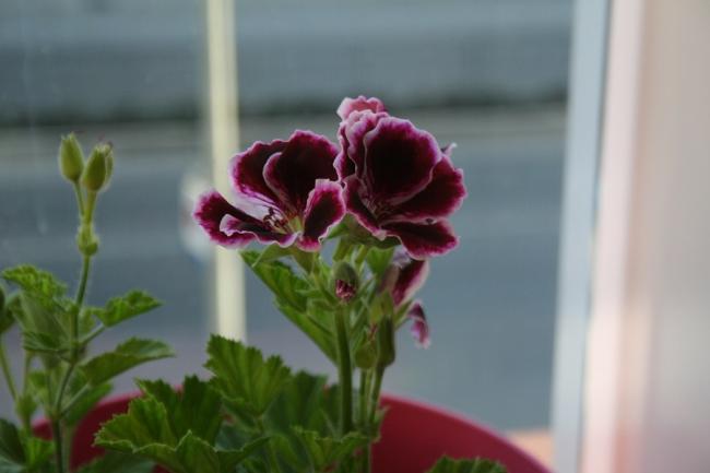 Name:  IMG_0258.jpg
Views: 1498
Size:  24.2 KB