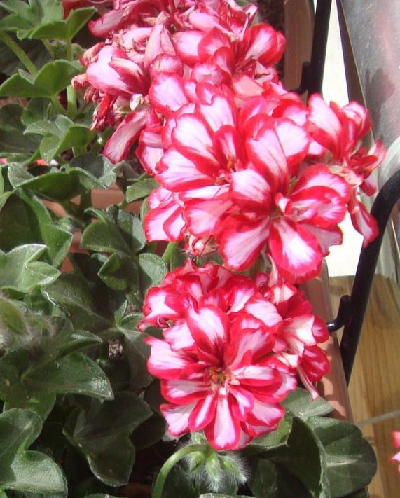 Name:  048.jpg
Views: 1936
Size:  74.1 KB