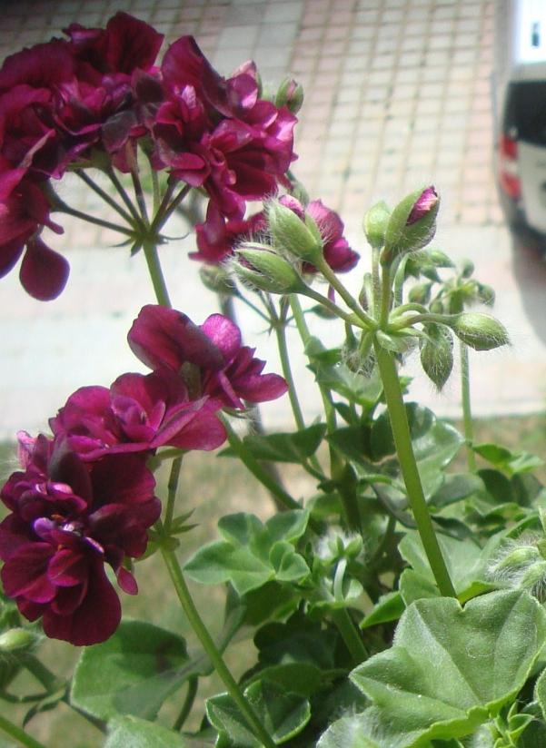 Name:  049.jpg
Views: 1897
Size:  72.5 KB