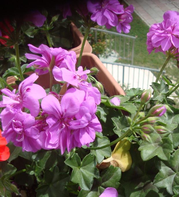 Name:  051.jpg
Views: 1942
Size:  71.7 KB