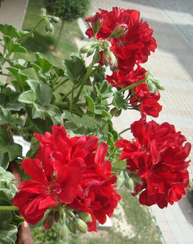 Name:  052.jpg
Views: 1946
Size:  72.0 KB