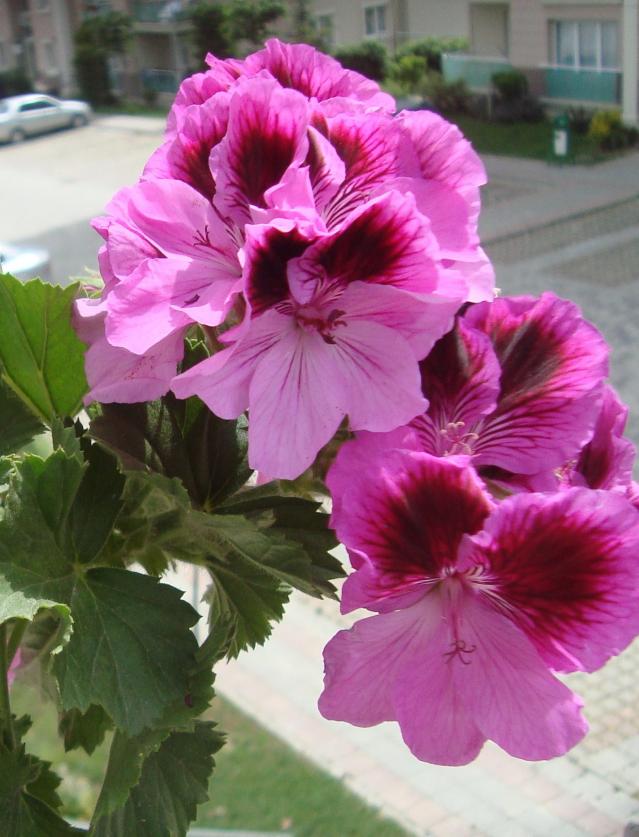 Name:  053.jpg
Views: 1916
Size:  70.1 KB