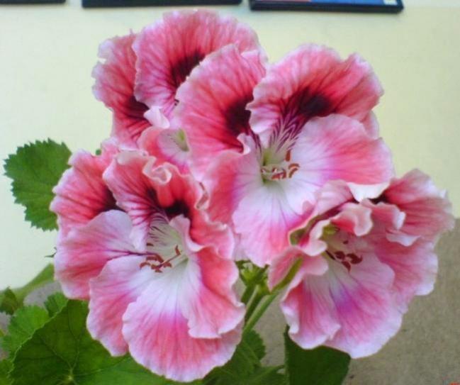 Name:  046.jpg
Views: 1925
Size:  41.4 KB
