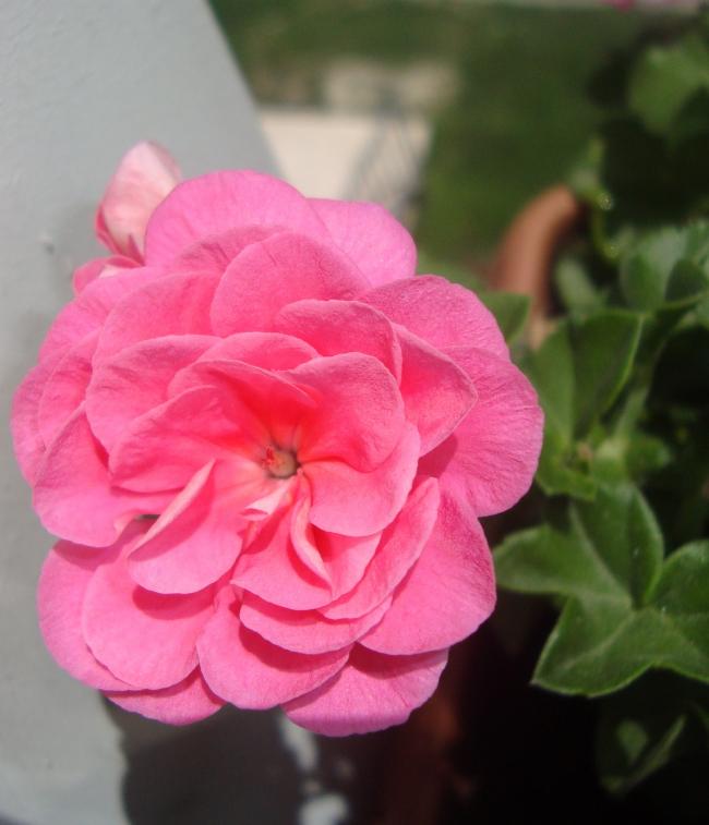 Name:  005.jpg
Views: 1996
Size:  42.8 KB