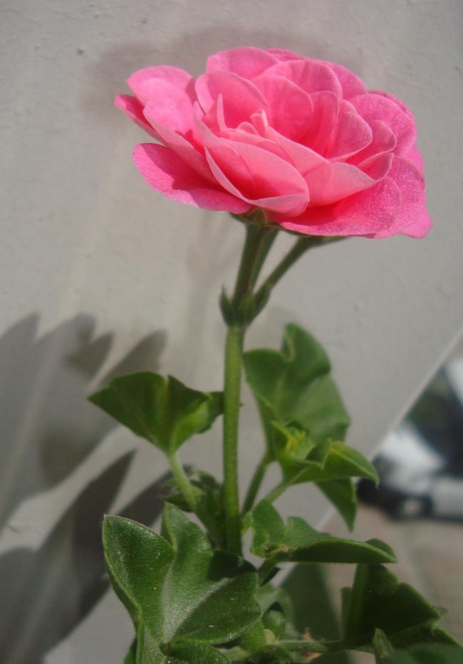 Name:  006.jpg
Views: 1885
Size:  45.8 KB