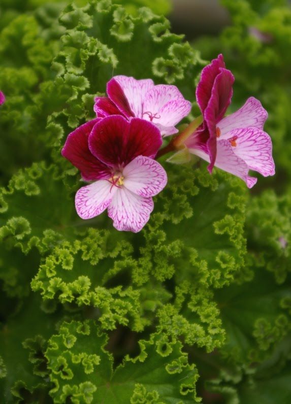 Name:  Geranium 'Eskay Verglo' Pelargonium.jpg
Views: 15214
Size:  64.9 KB