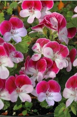 Name:  Geranium 'Captain Starlight'.jpg
Views: 14757
Size:  24.6 KB