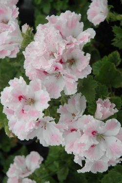Name:  Geranium 'Joan Morf'.jpg
Views: 14779
Size:  18.7 KB