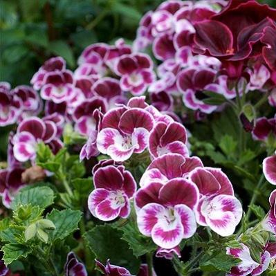 Name:  Geranium 'Swedish Angel' Pelargonium hyb..jpg
Views: 15166
Size:  38.5 KB