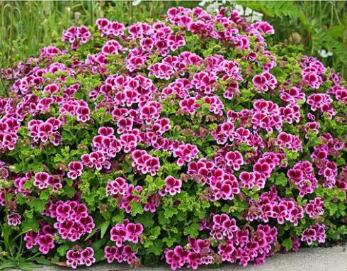 Name:  Pelargonium Veronica Contreras.jpg
Views: 15525
Size:  70.6 KB