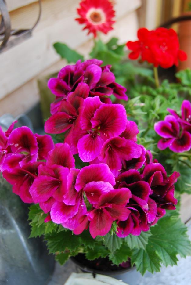 Name:  Pelargonium Candy flowers.jpg
Views: 16118
Size:  71.9 KB