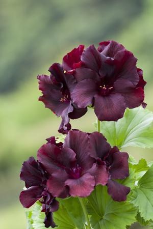 Name:  Pelargonium 'Dark Secret'.jpg
Views: 14601
Size:  35.6 KB