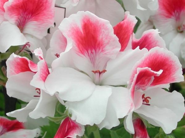 Name:  Pelargonium 'First Blush'.jpg
Views: 14886
Size:  32.0 KB