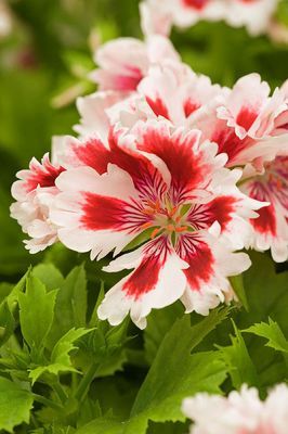 Name:  Regal pelargonium 'Fringed Aztec'.jpg
Views: 14762
Size:  23.3 KB