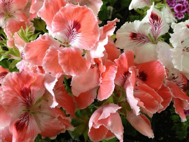 Name:  Regal Pelargonium 'Lita'.jpg
Views: 14509
Size:  55.2 KB