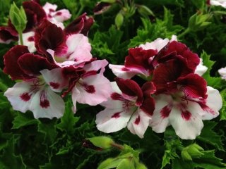 Name:  Regal Pelargonium 'Rosetto'.jpg
Views: 16303
Size:  35.1 KB