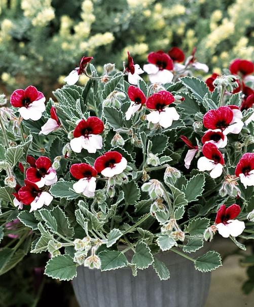 Name:  Viooltjes geranium Meneke sardunya.jpg
Views: 21023
Size:  79.5 KB