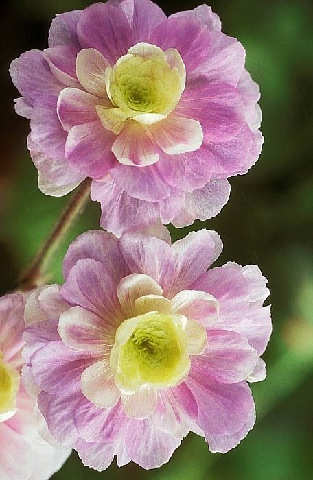 Name:  Geranium pratense 'Summer Skies'.jpg
Views: 14794
Size:  61.6 KB