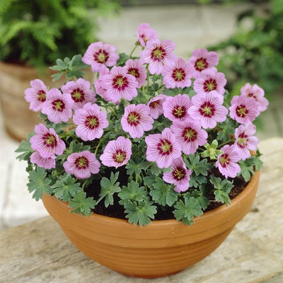 Name:  Geranium Rothbury Gem.jpg
Views: 14702
Size:  69.9 KB