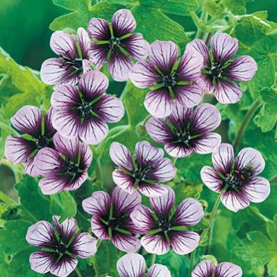 Name:  Geranium Salome.jpg
Views: 14409
Size:  43.8 KB
