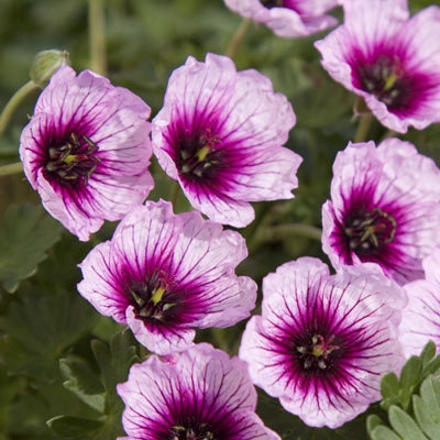 Name:  Geranium Thumbling Hearts.jpg
Views: 14368
Size:  69.2 KB