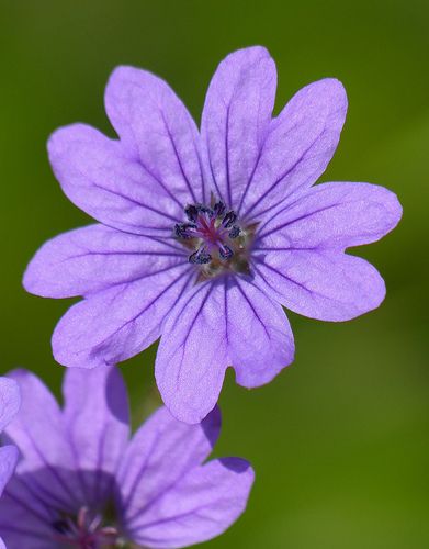 Name:  Hedgerow Cranesbill (geranium pyrenaicum).jpg
Views: 14342
Size:  26.2 KB