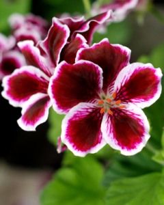 Name:  Martha Washington Geranium (Pelargonium).jpg
Views: 14544
Size:  14.5 KB