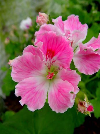Name:  Martha Washington Geranium, Pelargonium 'Birthday Girl'.jpg
Views: 14577
Size:  23.5 KB
