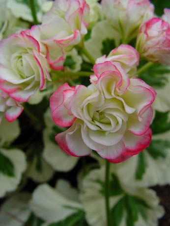 Name:  Pelargonium 'Appleblossom'.jpg
Views: 15704
Size:  22.8 KB